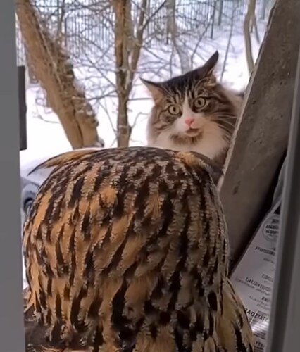 고양이: 야 너 뭔네 남의 나와바리에서 장사질이야 엉?_2.png