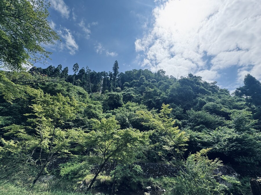 올해 여름휴가때도 곰은 못봄_3.jpg