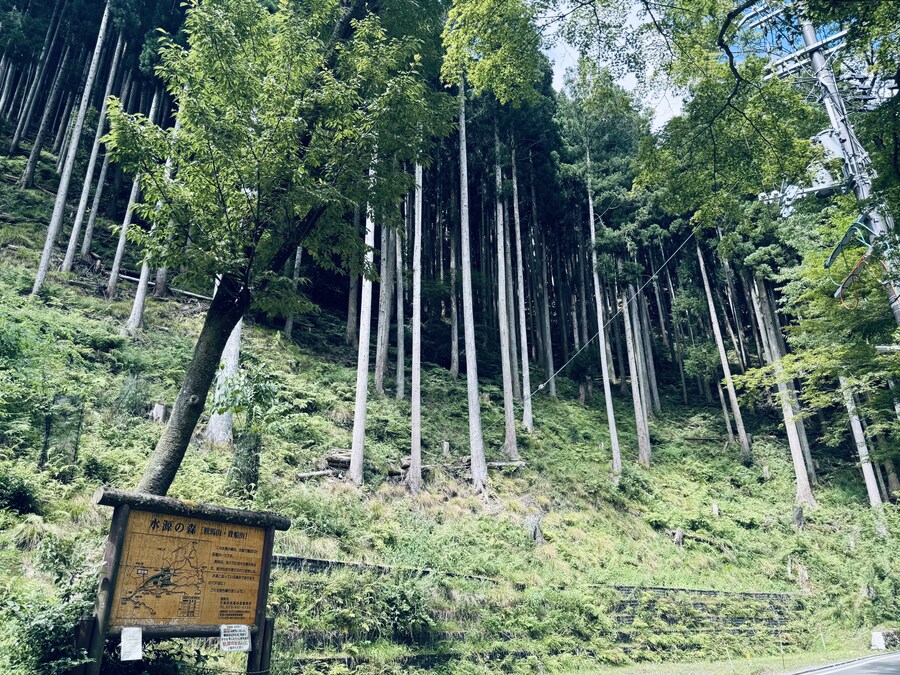 올해 여름휴가때도 곰은 못봄_1.jpg