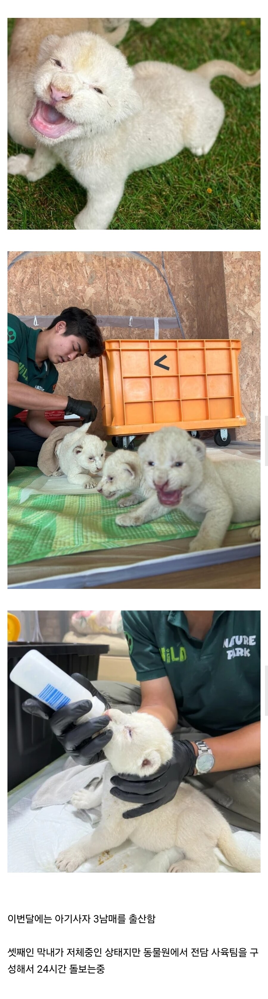 7년동안 지하에 갇혀있었던 백사자 부부 근황_3.jpg