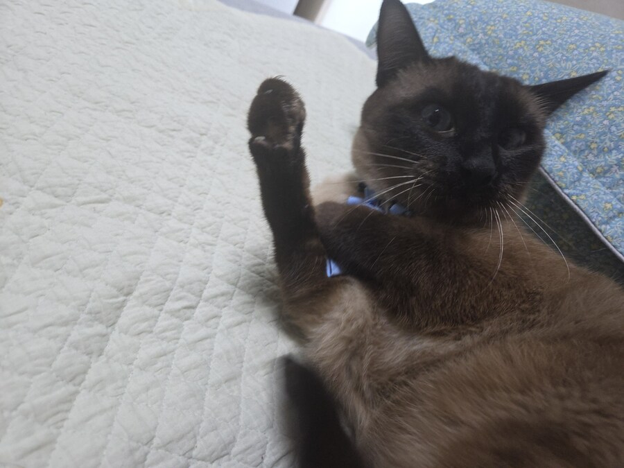 우리집 고양이 랙돌 테스트 성공했는데 그걸 증명할 방법이 없다..._4.jpg