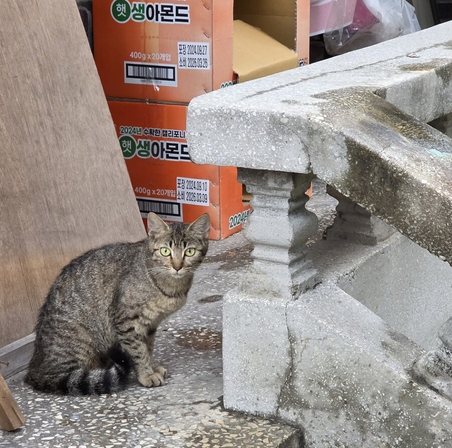 폐허에서 찍은 고양이 가족 사진들.jpg_2.jpg