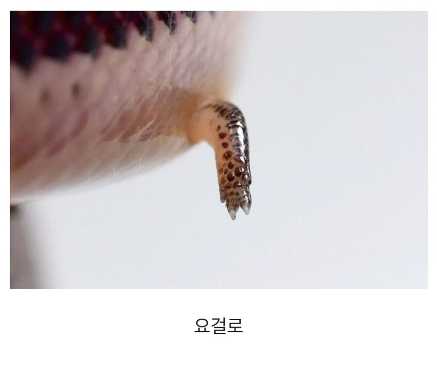 팔이 짧아도 가능한것_1.jpg