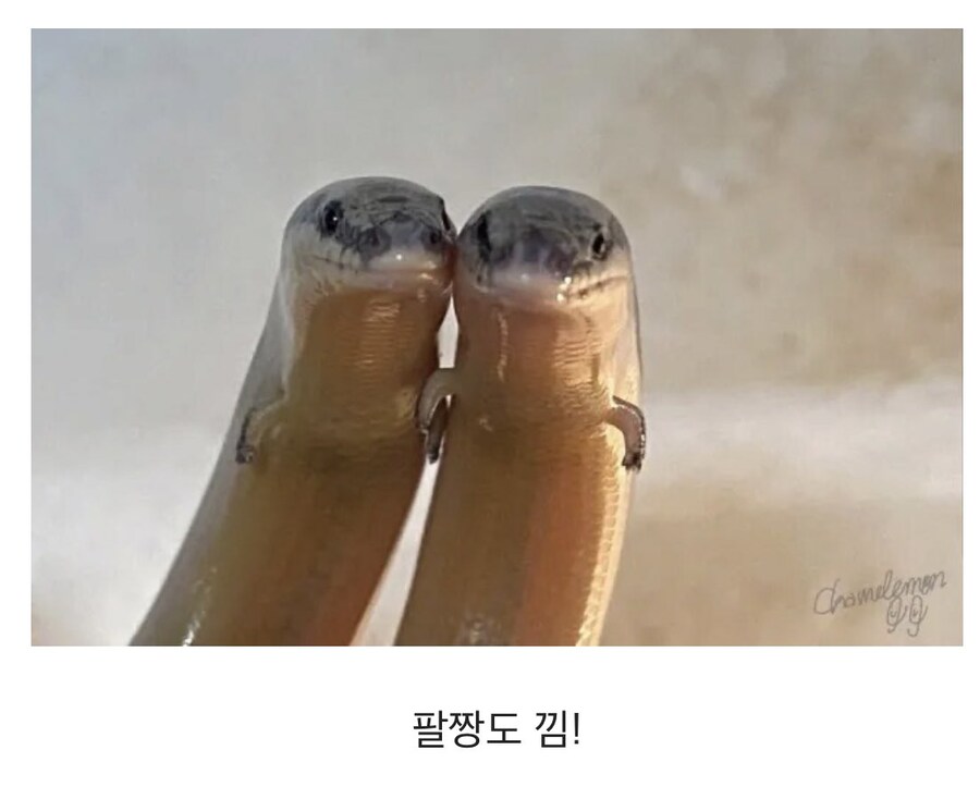 팔이 짧아도 가능한것_2.jpg