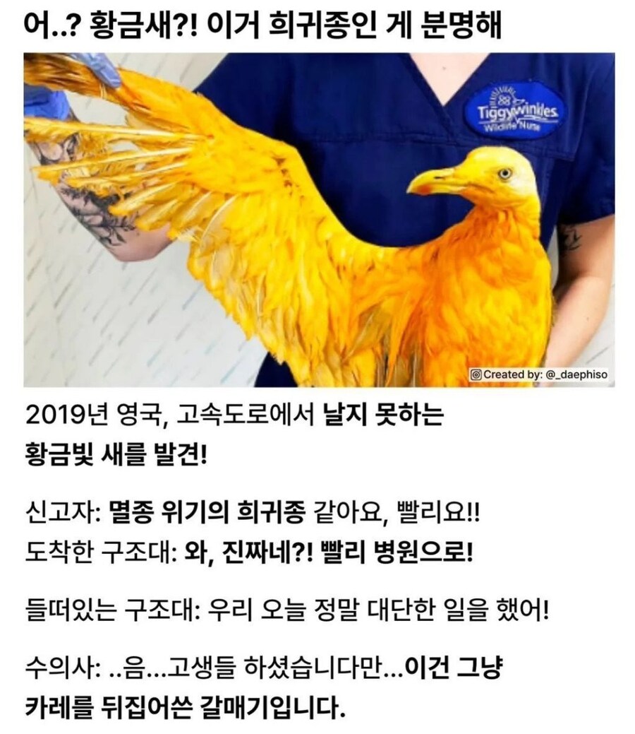 전설의 황금새를 발견_1.jpg