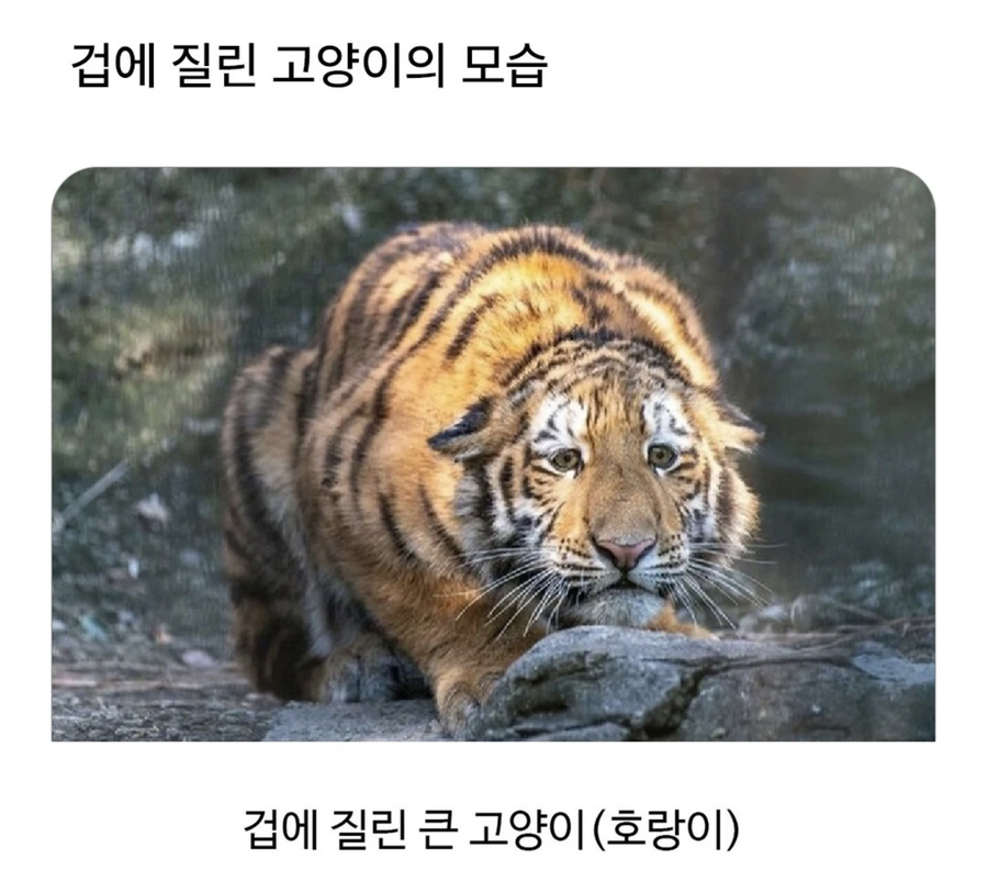 겁에 질린 고양이 모습_1.webp