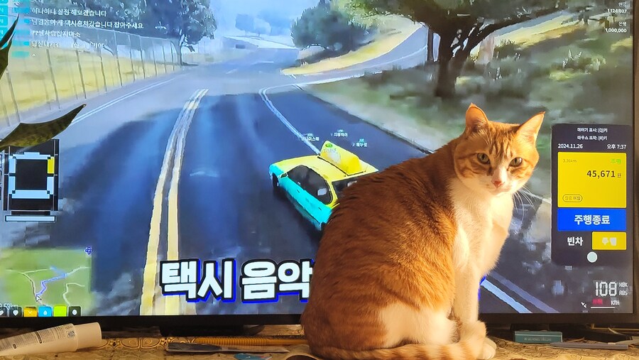 우리집 고냥이 구구콘 같아_2.jpg