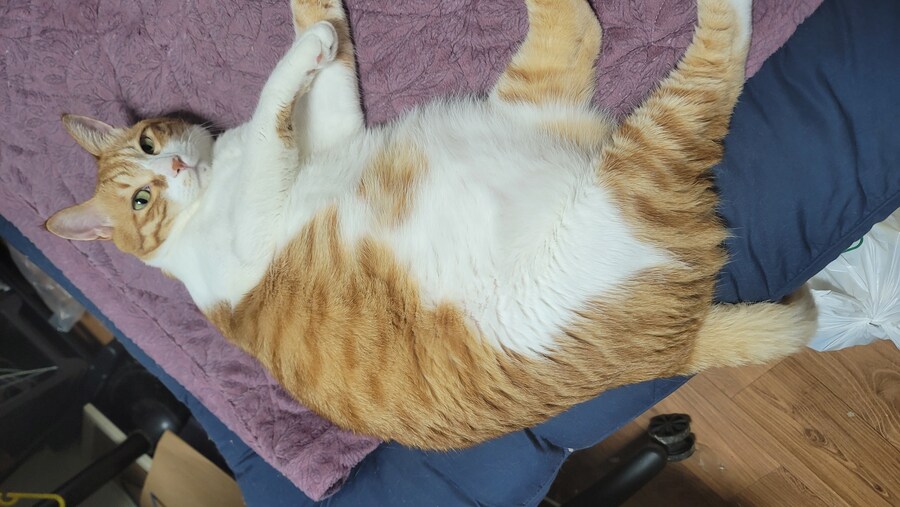 우리집 고냥이 구구콘 같아_7.jpg