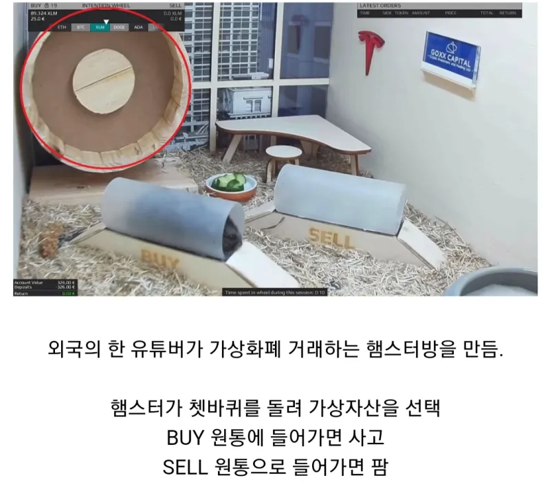 햄스터 투자법_1.webp