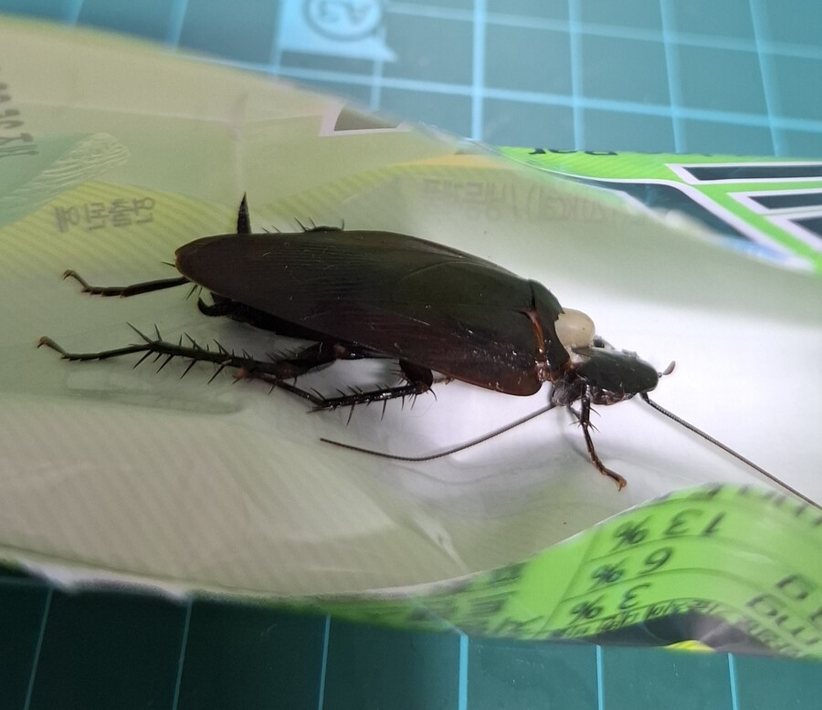 혐)먹바퀴 잡았다 으...개크다_2.jpg