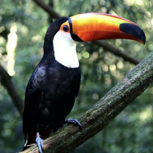 혐) 왕부리새의 충격적인 정체_1.webp