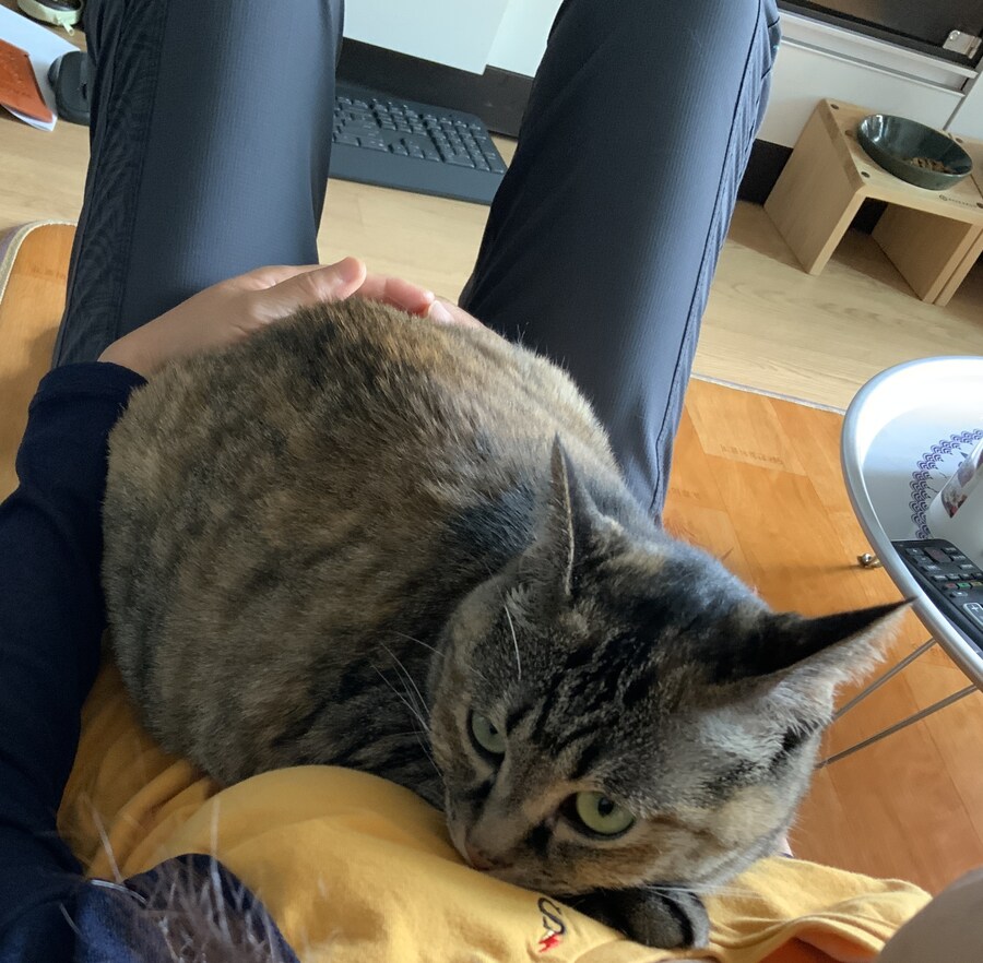 안약을 넣고 싶어하는 이상한 고양이_9.jpg