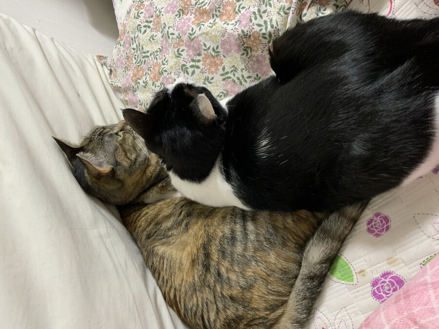 안약을 넣고 싶어하는 이상한 고양이_14.jpg