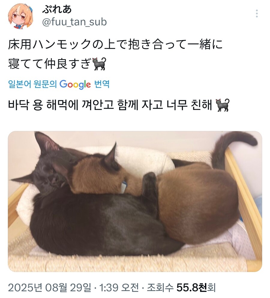 버튜버) 후레아 냥자랑_1.jpg