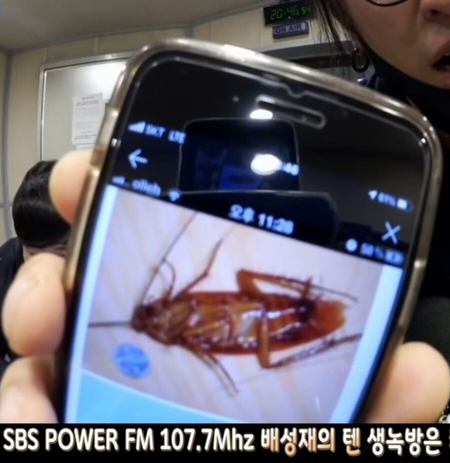 혐)코요태 빽가가 미국에서 본 바퀴벌레 크기.jpg_1.jpg