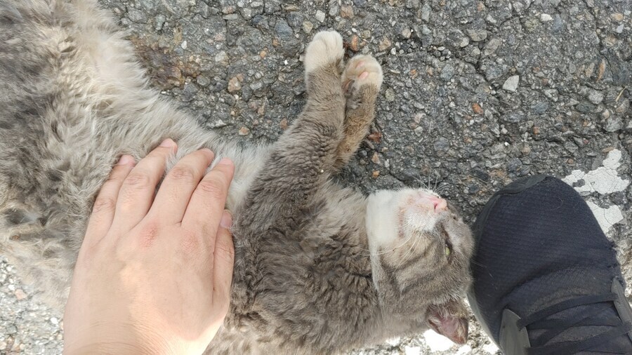 7년동안 알고 지냈던 고양이와의 마지막 인사_4.jpg