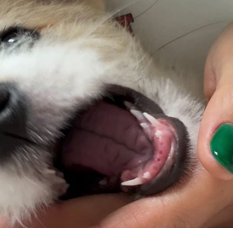 유치빠진 아기강아지_2.jpg