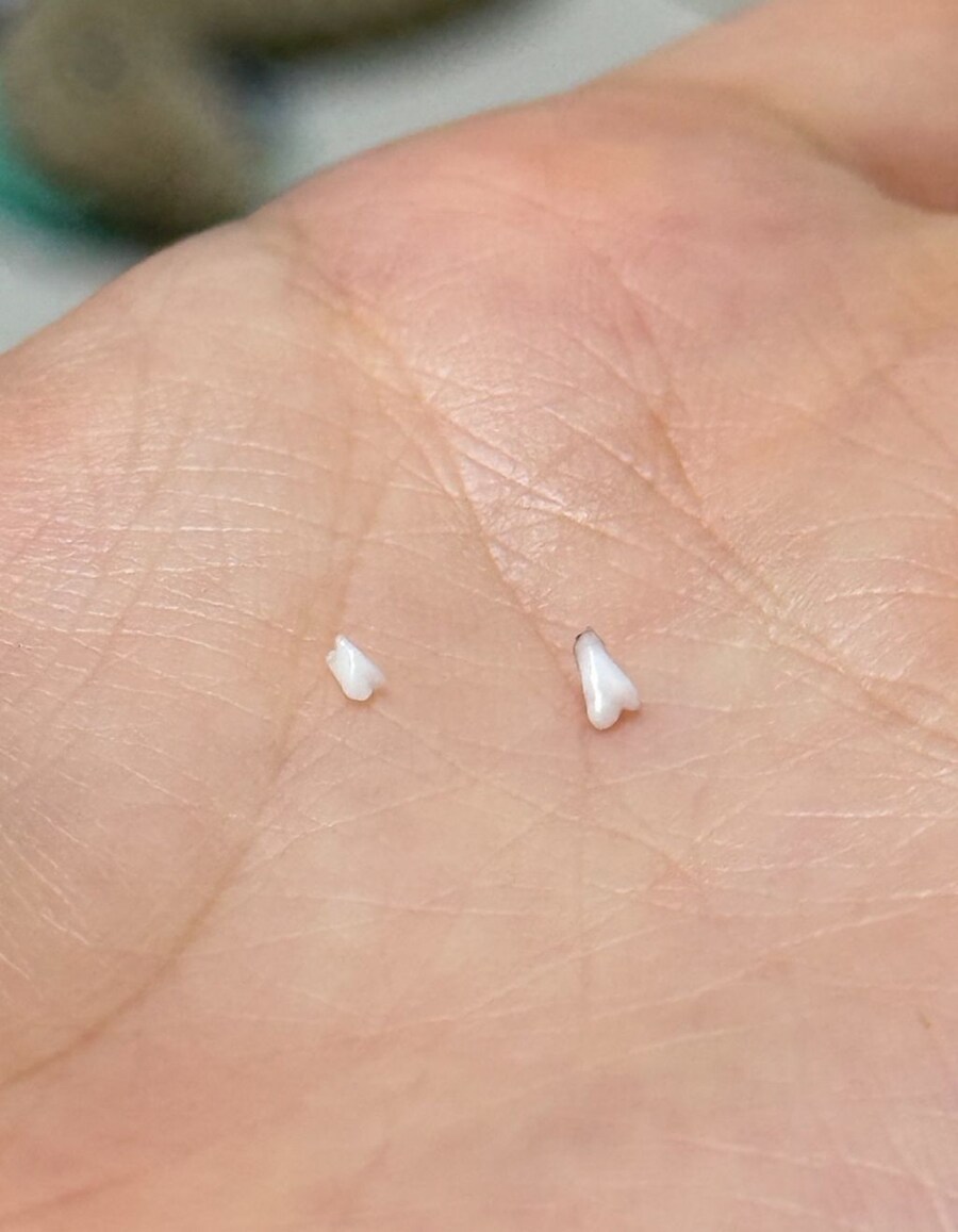 유치빠진 아기강아지_4.jpg