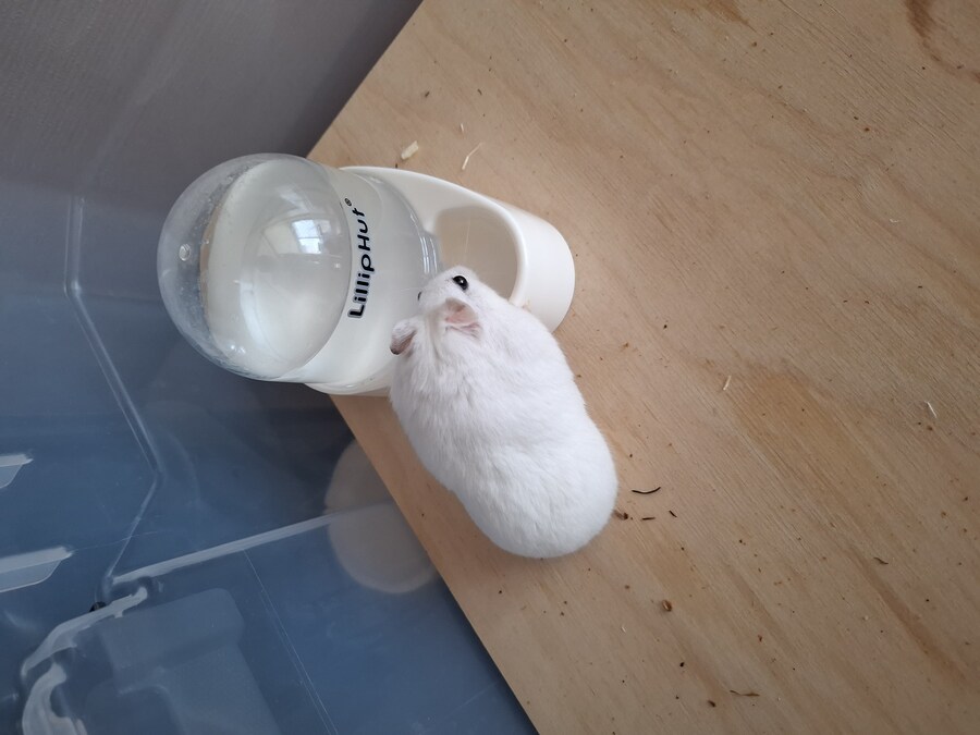 친구집 햄스터 존나 귀엽다 진짜..._1.jpg