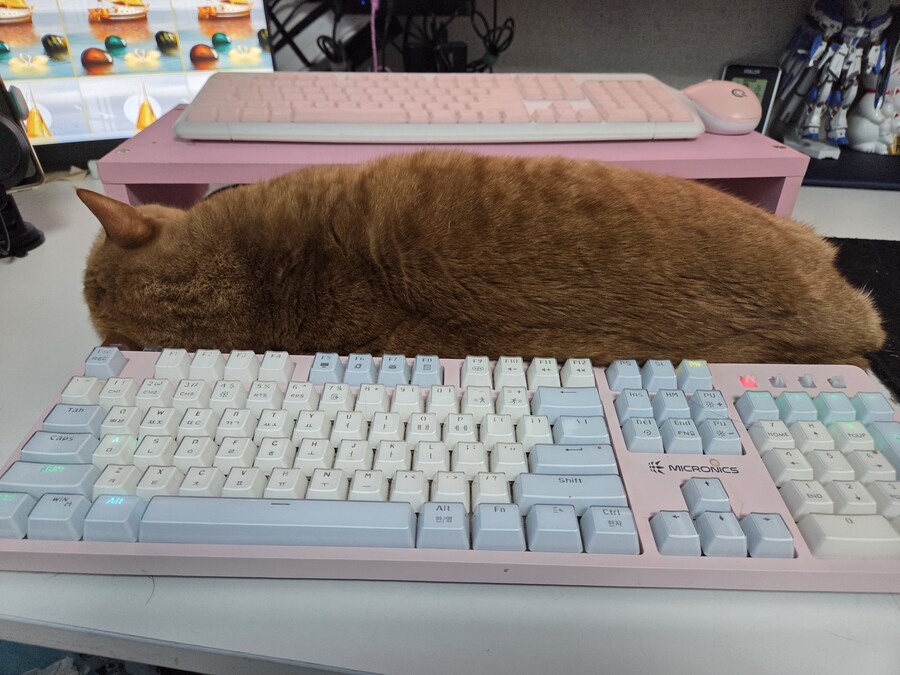 고양이 함부로 키우지마라_1.jpg