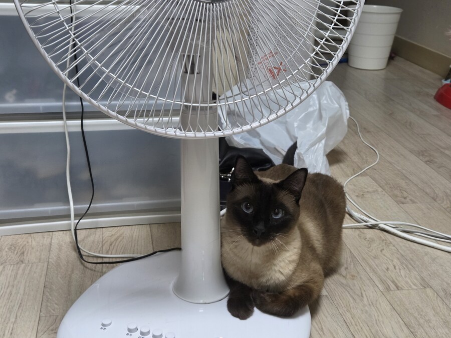우리집 선풍기는 혼자서 전원이 켜졌다 꺼졌다 한다......_1.jpg