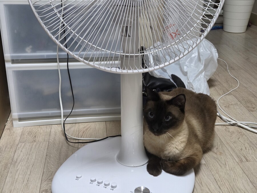 우리집 선풍기는 혼자서 전원이 켜졌다 꺼졌다 한다......_3.jpg