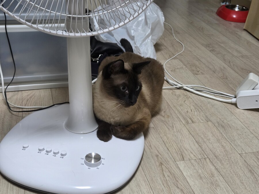 우리집 선풍기는 혼자서 전원이 켜졌다 꺼졌다 한다......_4.jpg