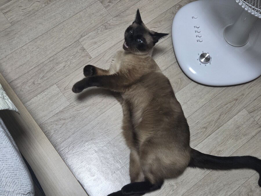 우리집 선풍기는 혼자서 전원이 켜졌다 꺼졌다 한다......_5.jpg