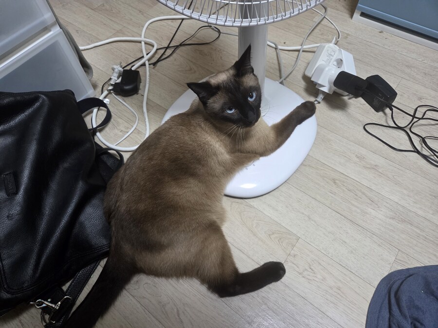 우리집 선풍기는 혼자서 전원이 켜졌다 꺼졌다 한다......_10.jpg