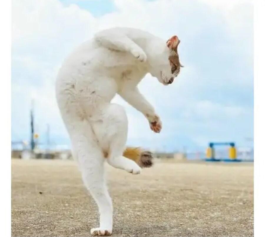 고양이에게 깝치면 안되는 이유_2.jpg