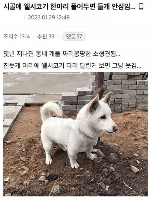 시골의 들개 방지법.jpg_1.webp