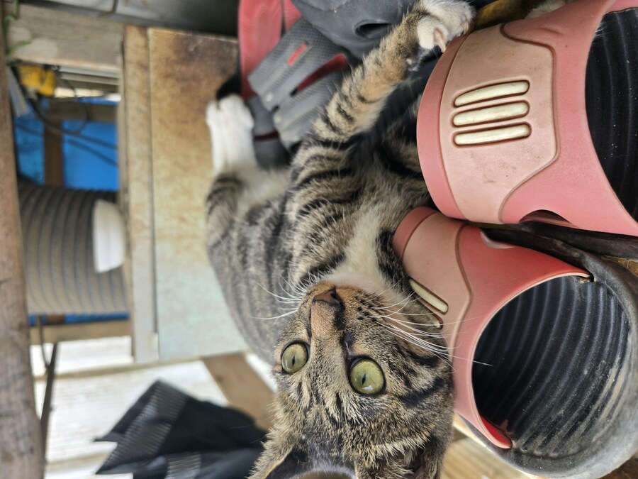 일터에 밥 먹으러 오는 고양이 2_4.jpg