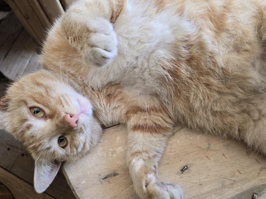 일터에 밥 먹으러 오는 고양이 2_6.jpg