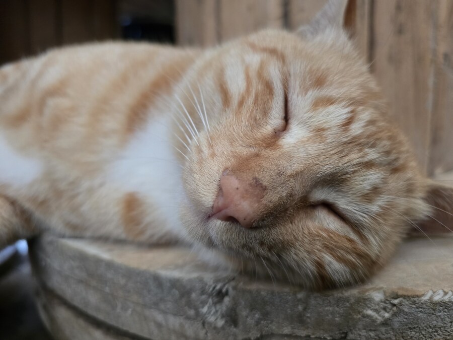 일터에 밥 먹으러 오는 고양이 2_9.jpg