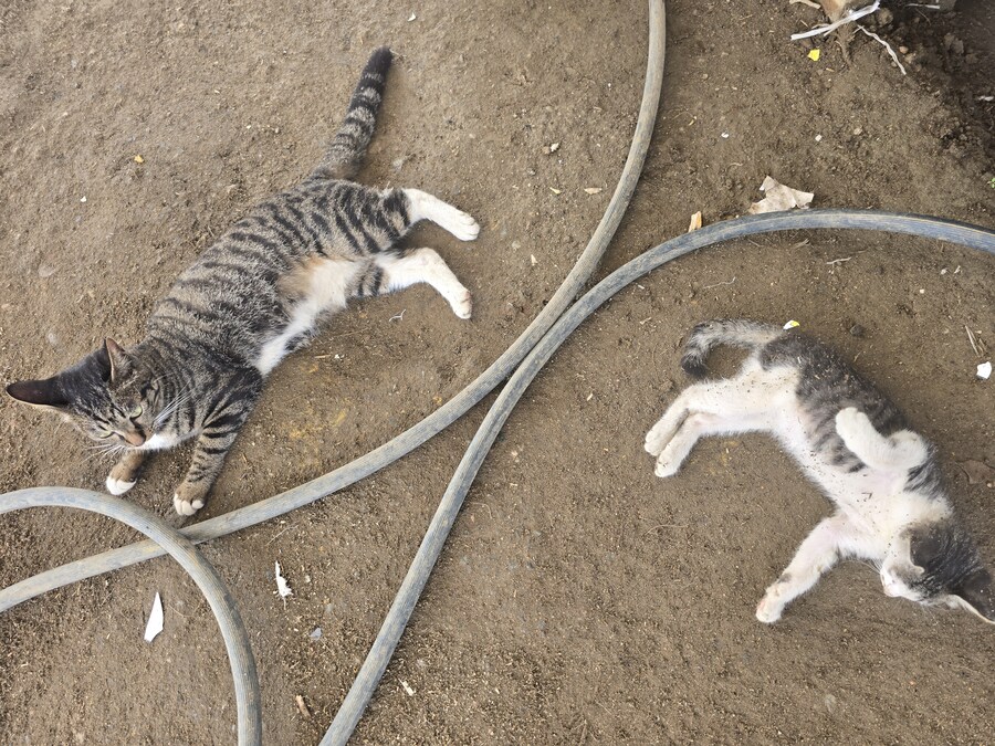 일터에 밥 먹으러 오는 고양이 2_14.jpg