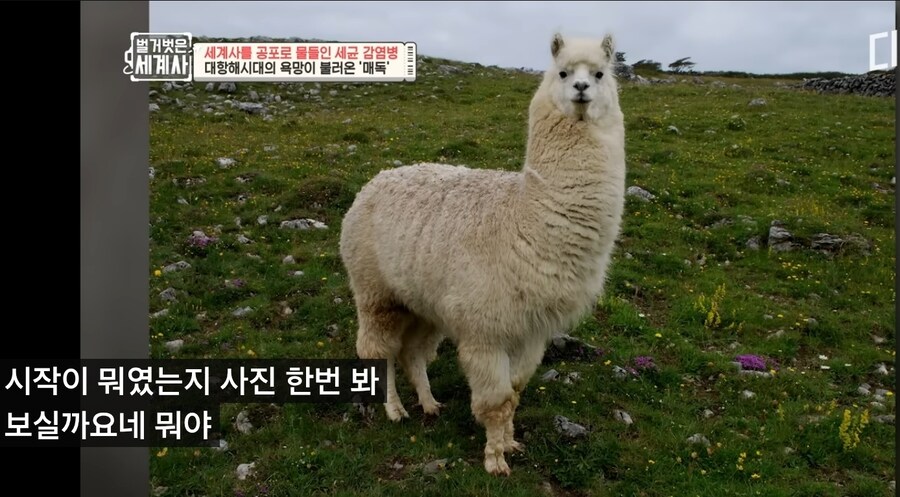 매독 첫발생의 원인_2.jpg