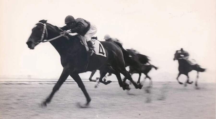 공식 말딸화 해줬으면 하는 경주마 TOP 30_1.png