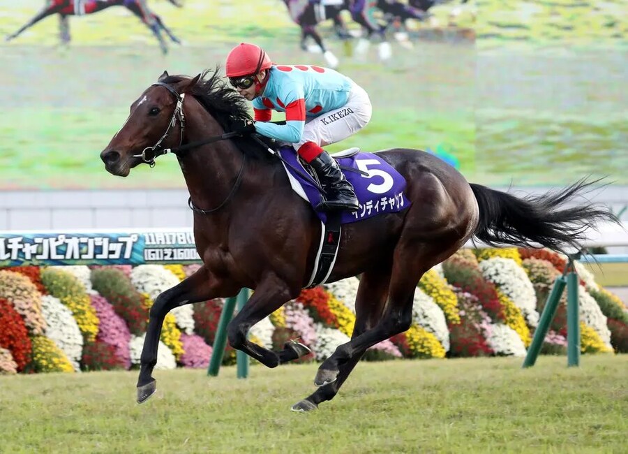 공식 말딸화 해줬으면 하는 경주마 TOP 30_23.png