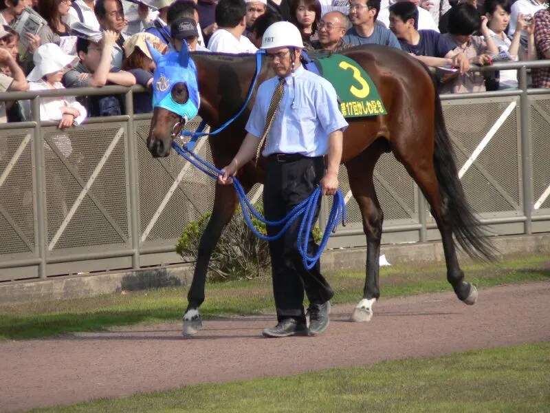 공식 말딸화 해줬으면 하는 경주마 TOP 30_28.png