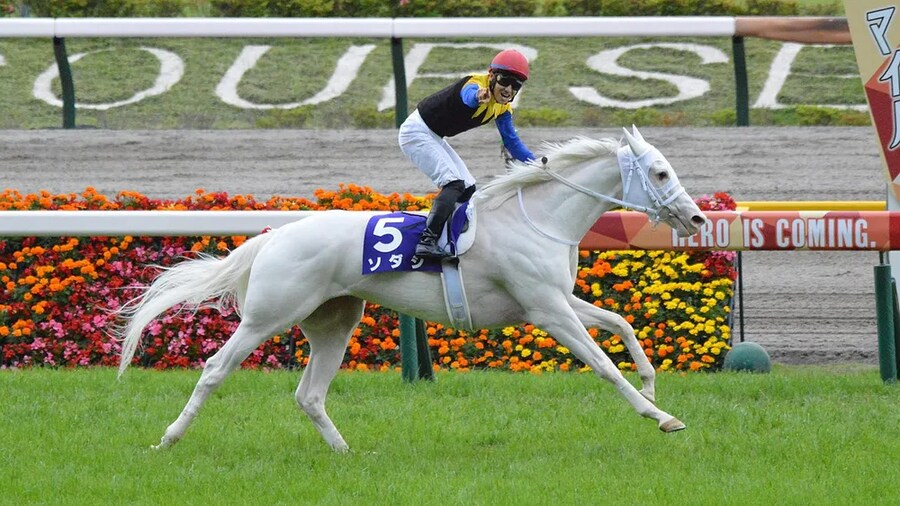 공식 말딸화 해줬으면 하는 경주마 TOP 30_30.png