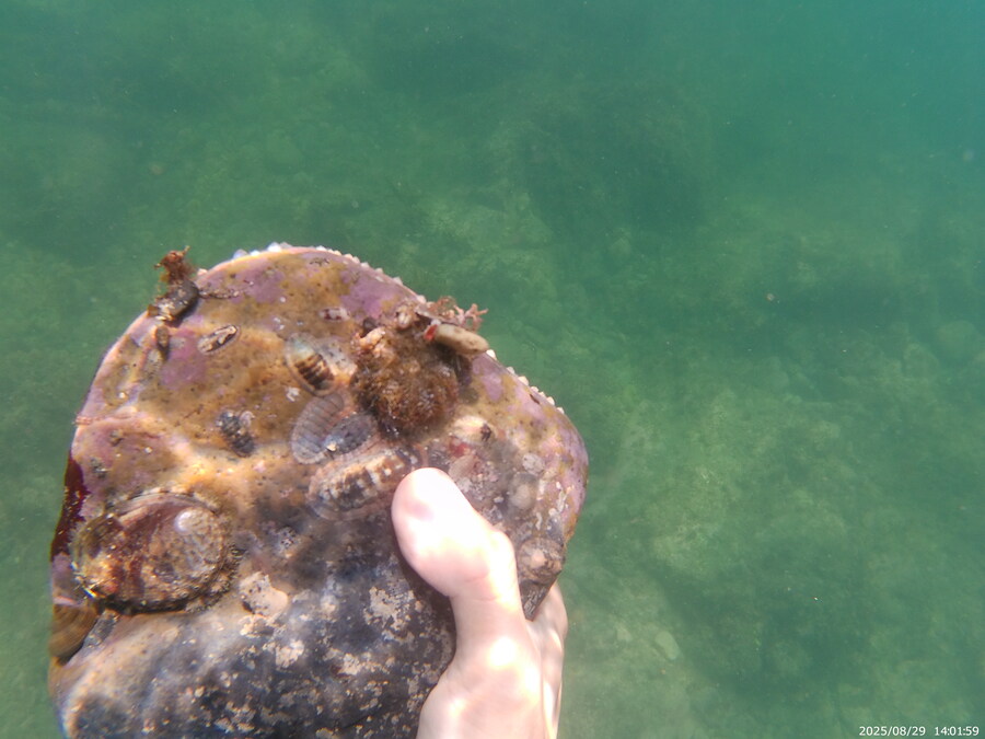 스압주의) 부산바다 스노클링 2탄_109.jpg