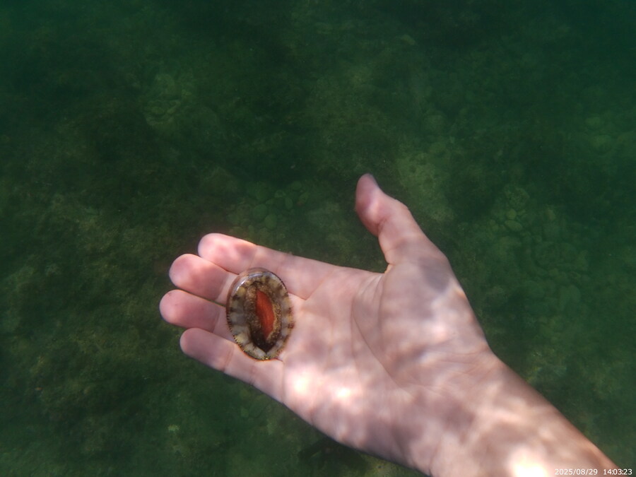 스압주의) 부산바다 스노클링 2탄_112.jpg