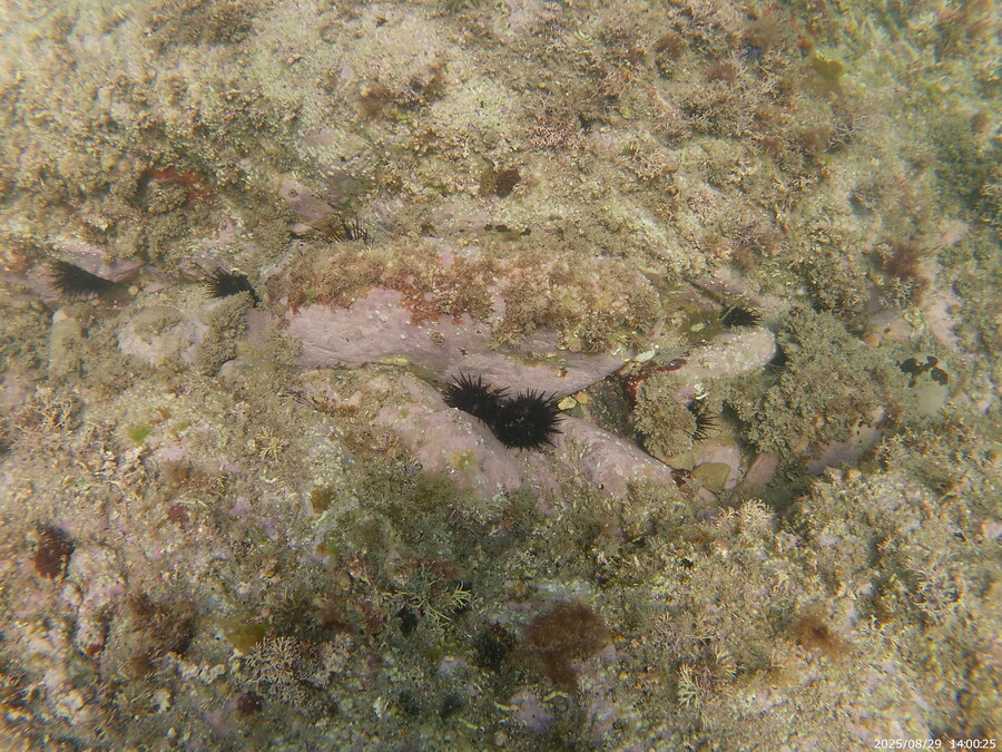 스압주의) 부산바다 스노클링 2탄_116.jpg