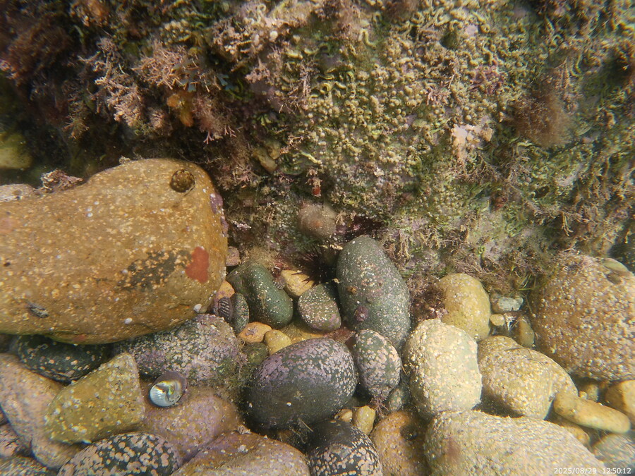 스압주의) 부산바다 스노클링 2탄_117.jpg