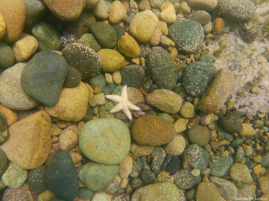 스압주의) 부산바다 스노클링 2탄_122.jpg