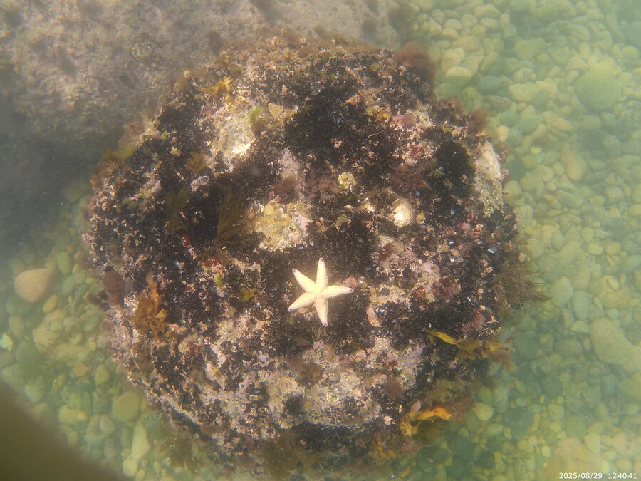 스압주의) 부산바다 스노클링 2탄_125.jpg