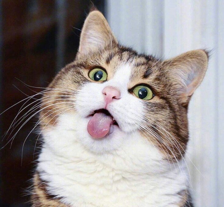 모닝 고양이_9.jpg
