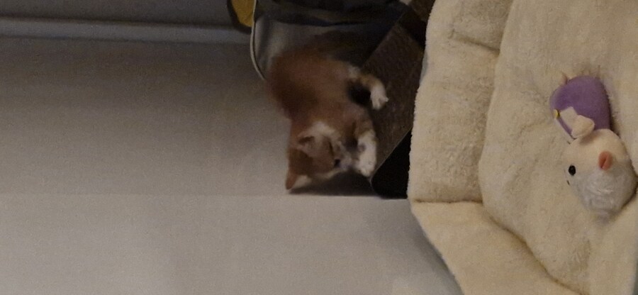 치즈 아깽이 팡이_3.jpg