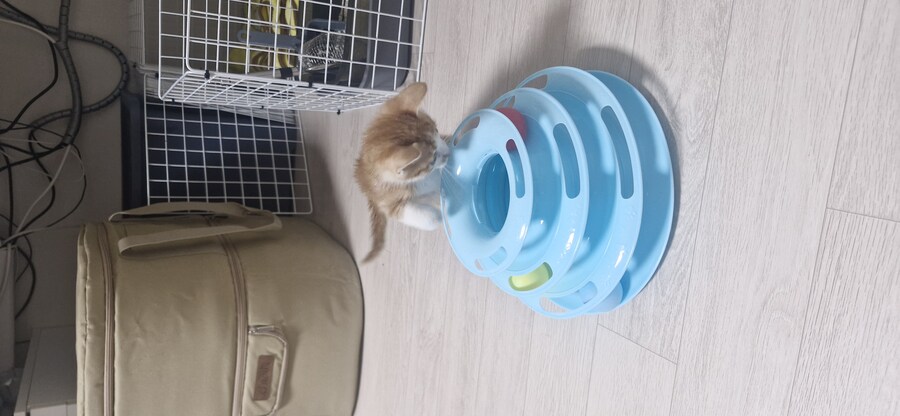 치즈 아깽이 팡이_7.jpg