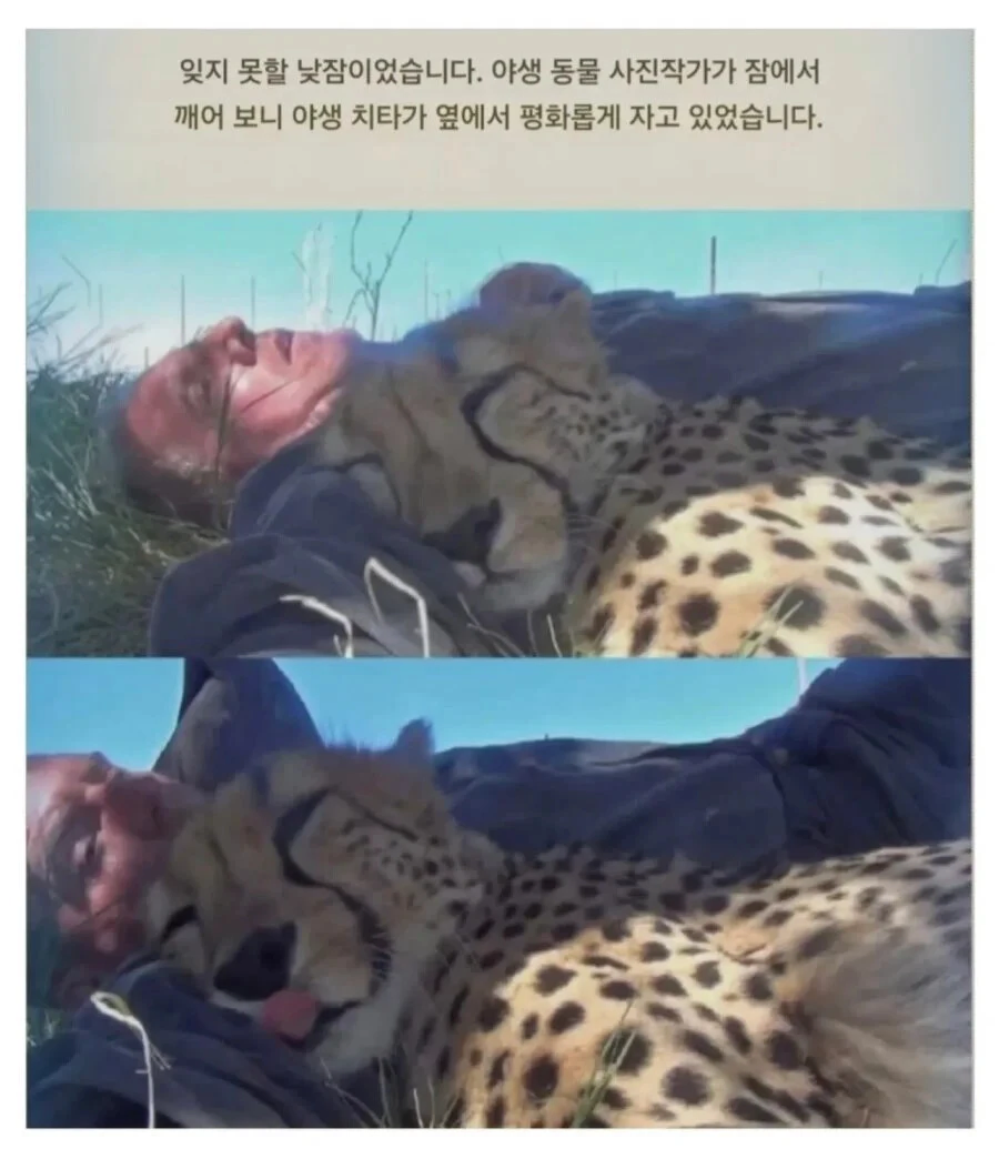 자고 있는데 냥이가 와서 같이 잠_1.webp